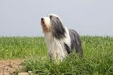 BEARDED COLLIE 121